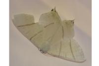 Ourapteryx sambucaria