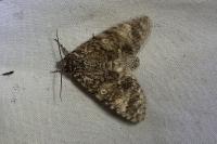 Acronicta megacephala