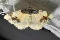 Ligdia adustata