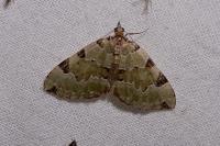 Colostygia pectinataria
