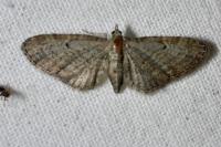 Eupithecia tenuiata