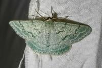 Pseudoterpna pruinata