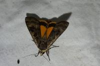 Noctua pronuba