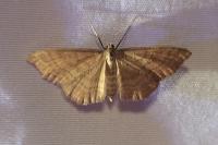 Idaea serpentata