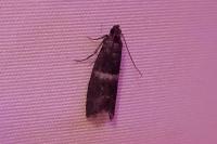 Elegia similella