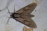 Hyloicus pinastri