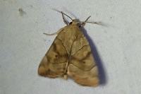 Cosmia trapezina