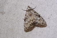 Meganola strigula