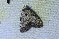 Meganola strigula