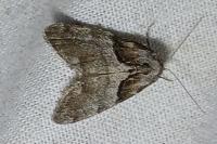 Nola cucullatella/tutulella
