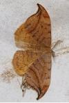 Drepana curvatula