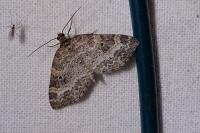 Pterapherapteryx sexalata