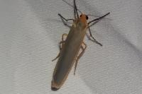 Manulea complana