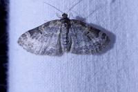 Pterapherapteryx sexalata