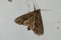 Apamea monoglypha monoglypha