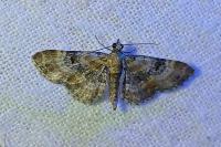 Eupithecia pulchellata