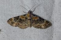 Eupithecia pulchellata