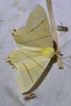 Ourapteryx sambucaria