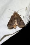 Diarsia brunnea