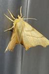 Ennomos erosaria