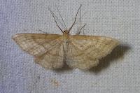 Idaea macilentaria