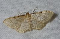 Idaea fuscovenosa