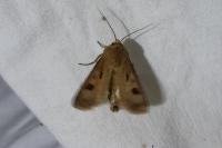 Agrotis exclamationis exclamationis