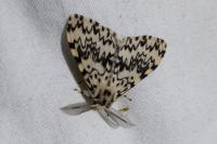 Lymantria monacha