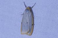 Cybosia mesomella