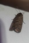 Hoplodrina octogenaria