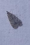 Scoparia ambigualis/basistrigalis