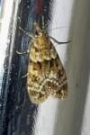 Eudonia mercurella