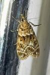 Eudonia mercurella