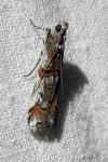 Pempelia palumbella