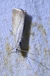 Chrysoteuchia culmella