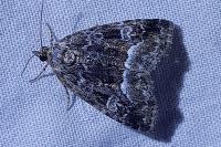 Deltote pygarga