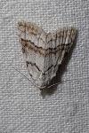 Nola aerugula