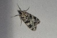 Eudonia delunella