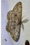Hypomecis roboraria