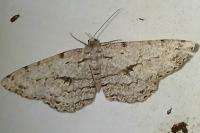 Hypomecis roboraria