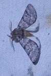 Thaumetopoea pityocampa