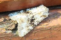Hecatera bicolorata