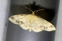 Idaea trigeminata