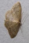 Idaea biselata
