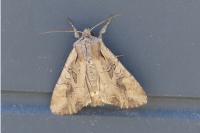 Lacanobia suasa