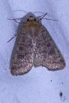 Hoplodrina octogenaria/blanda