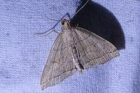 Herminia tarsicrinalis