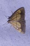 Evergestis limbata