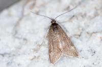 Pyrausta despicata