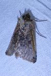 Abrostola